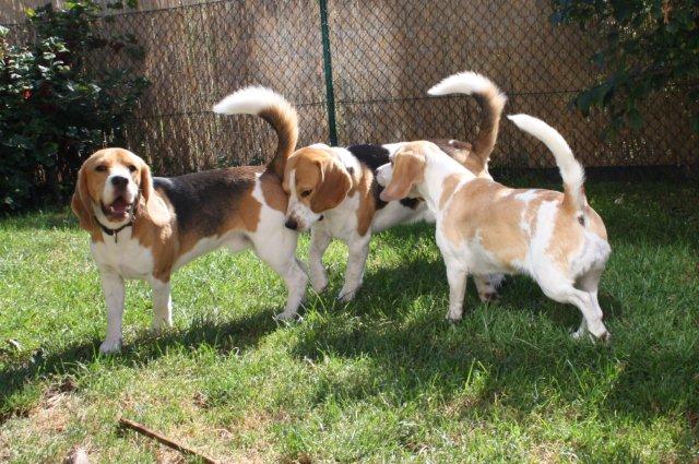 Beagles B-Wurf 2010